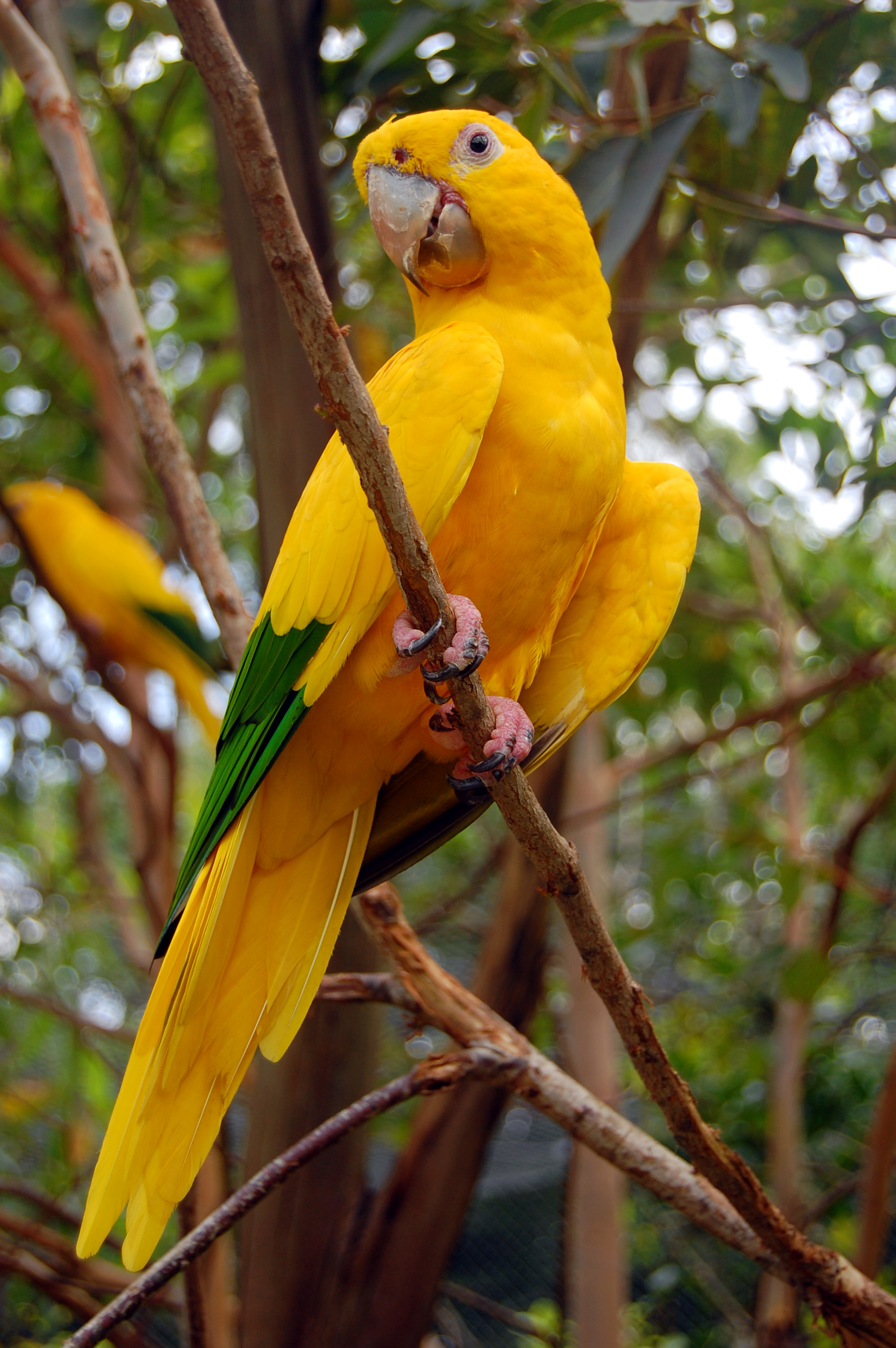 Ararajuba bird. Ararajuba bird.